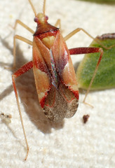 Phytocoris hettenshawi