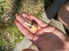 Coprinellus