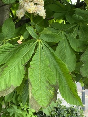 Aesculus hippocastanum