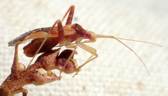 Phytocoris hettenshawi