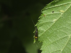 Malthodes marginatus