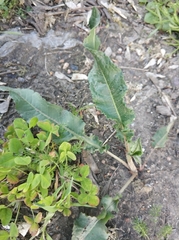 Rumex crispus