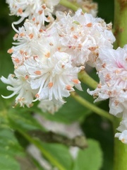 Aesculus hippocastanum