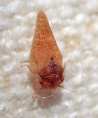 Neophyllura