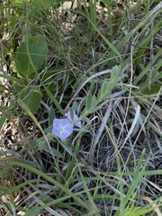 Evolvulus nuttallianus