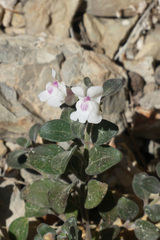 Antirrhinum pertegasii