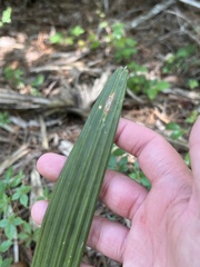 Sabal palmetto