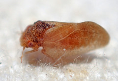 Neophyllura