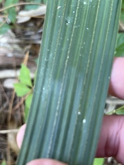 Sabal palmetto