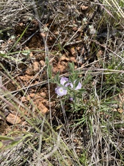 Evolvulus nuttallianus