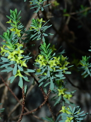 Thymelaea dioica