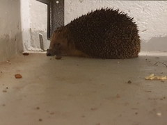 Erinaceidae
