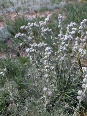 Artemisia alpina