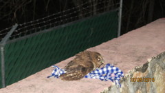 Strix virgata