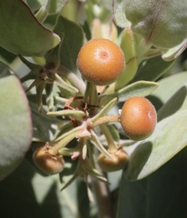 Arctostaphylos canescens sonomensis