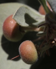 Arctostaphylos canescens sonomensis