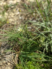 Minuartia glomerata