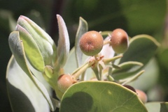 Arctostaphylos canescens sonomensis