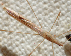 Neoneides muticus