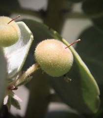 Arctostaphylos canescens sonomensis