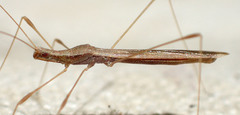 Neoneides muticus