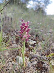 Anacamptis coriophora fragrans