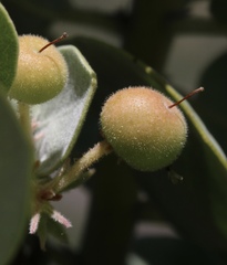 Arctostaphylos canescens sonomensis