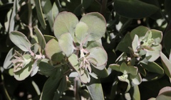 Arctostaphylos canescens sonomensis