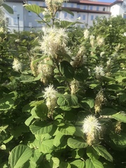 Fothergilla gardenii