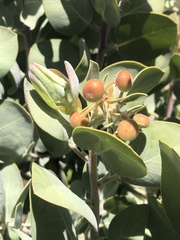 Arctostaphylos canescens sonomensis