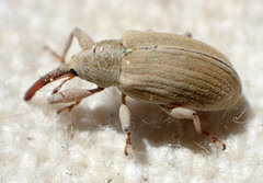 Anthonomus