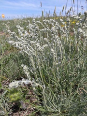 Artemisia alpina