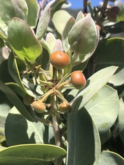 Arctostaphylos canescens sonomensis