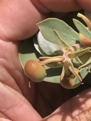 Arctostaphylos canescens sonomensis