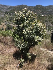 Arctostaphylos canescens sonomensis