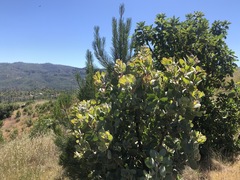 Arctostaphylos canescens sonomensis