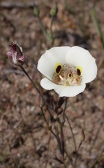 Calochortus vestae