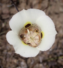 Calochortus vestae
