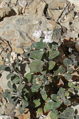 Antirrhinum pertegasii