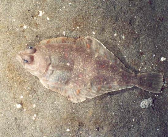 Pacific Sanddab