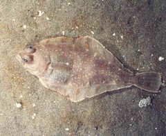 Pacific Sanddab photo 1
