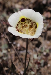 Calochortus vestae