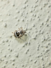 Acrocyum dorsalis