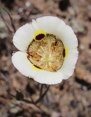 Calochortus vestae