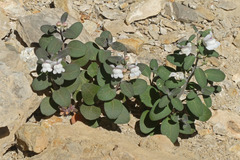 Antirrhinum pertegasii
