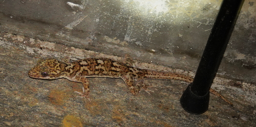 Dumbara bent toed gecko, Cyrtodactylus soba