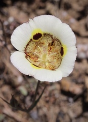 Calochortus vestae