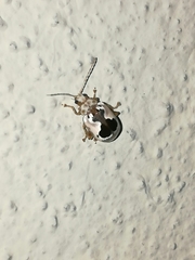 Acrocyum dorsalis