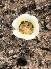 Calochortus vestae