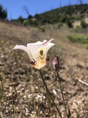 Calochortus vestae